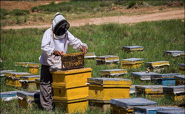 تولید عسل امسال بیش از 70 درصد کاهش می‌یابد / علت: گرمای هوا، ریزگردها و کمبود منابع آب