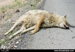 مرگ های کنار جاده ای
