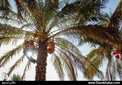 برداشت رطب در شهرستان اهرم بوشهر