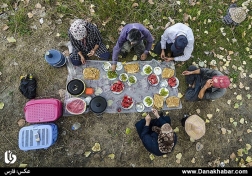 برداشت برنج در شالیزارهای گیلان
