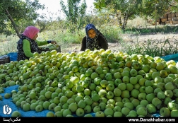 برداشت سیب چینی - بیرجند