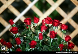 برپایی نمایشگاه گل و گیاه در محلات - استان مرکزی