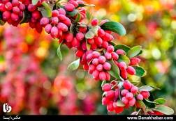 برداشت زرشک در بیرجند
