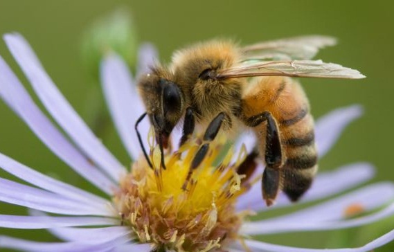 منشا پیدایش زنبور عسل کدام قاره است؟