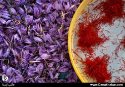 برداشت زعفران در روستای ورزق قاینات - خراسان جنوبی
