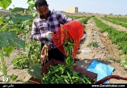 مزارع کشاورزی هشت بندی هرمزگان