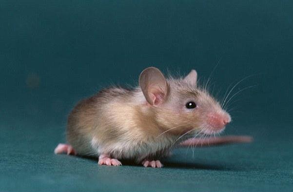 تولید موش‌هایی با مغز انسان