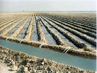 آیا 92 درصد آب کشور صرف کشاورزی می شود؟ / مدیر دفتر توسعه سامانه های نوین آبیاری: تایید و تکذیب نمی کنیم