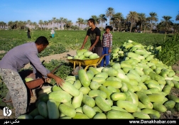 برداشت هندوانه شب یلدا