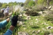 حال گیاهان کوهستانی خوب نیست/ طبیعت خسته از طمع ورزی انسانها