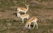 مرگ ۲۰ آهو در کانال آب کرخه