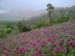 منطقه حفاظت شده کوسالان و شاهو در استان کردستان