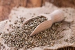 شاهدانه بو داده چه فوایدی دارد؟