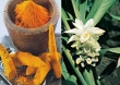 زردچوبه به پیشگیری از سرطان روده کمک می کند