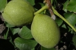 سنتز نانوذرات مغناطیسی با پوست گردو/کاربرد در تجهیزات مغناطیسی