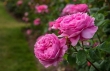 خواص بی نظیر دارویی گل محمدی