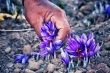 طلایی با عیار24 از دل خاک
