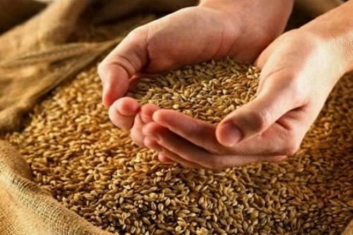 واردات بذرهای هیبرید پس از طی مراحل تحقیقاتی 3 ساله واردات بذرهای هیبرید پس از طی مراحل تحقیقاتی 3 ساله