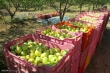 آغاز به کار زنجیره سیب ایرانیان به عنوان اولین زنجیره ملی کشاورزی