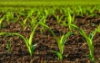 خبر خوش به کشاورزان خسارت دیده/خسارت سیل به کشاورزی جبران می‌شود