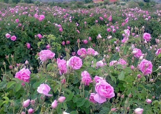 رتبه اول سطح زیر کشت گل محمدی در جهان از آن ایران است/ صادرات 10 میلیون دلار گل، گلاب و اسانس گل محمدی در سال گذشته
