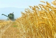 پیش بینی خرید 180 هزار تن گندم در استان تهران