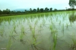 ۱۴ محصول جایگزین کشت برنج معرفی شد