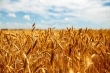 پیش بینی خرید 400 هزارتن گندم و 4 هزارتن کلزا در استان لرستان