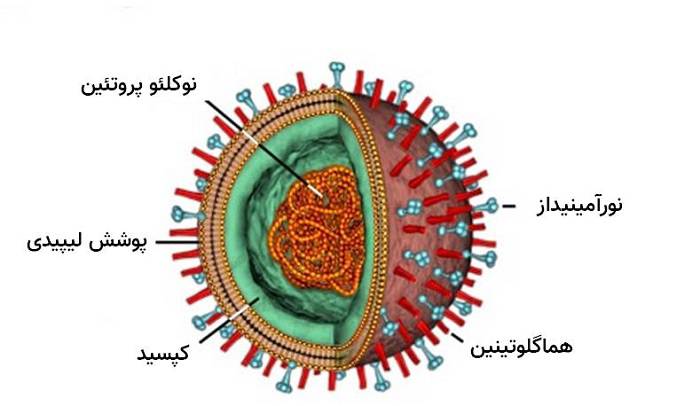 فعالیت نوع غیرمعمولی از ویروس آنفولانزا در فصل آنفولانزای امسال