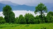 جنگل الیمستان، طلای جنگل های شمال