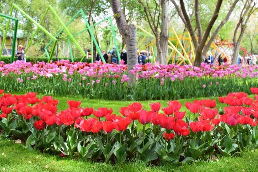 با تور مجازی از جشنواره گل های لاله کرج دیدن کنید