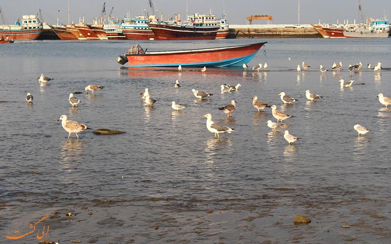 خلیج گواتر، یکی از زیباترین نقاط جنوب شرقی ایران