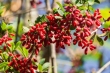 دارورسانی هوشمند برای درمان سرطان با دارویی از عصاره زرشک