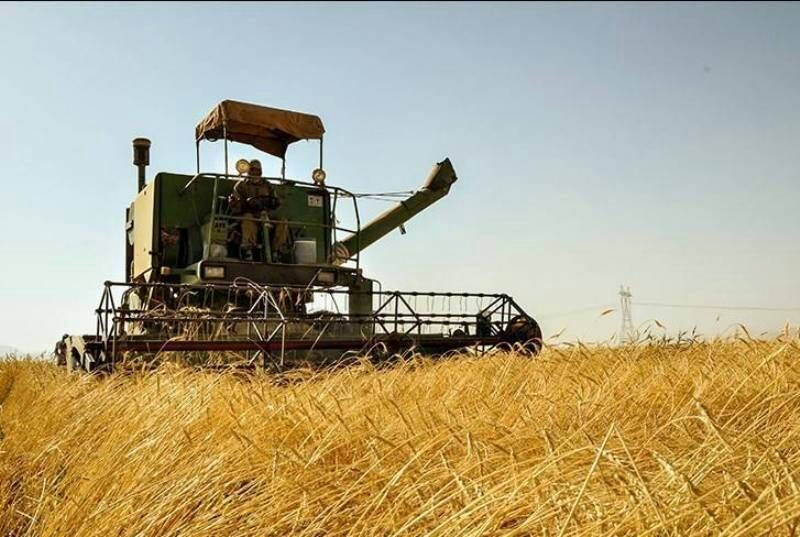 برداشت 90 درصد گندم مزارع استان تهران