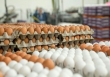 چالش تازه برای کشتار مرغ‌های تخمگذار/ کمبود کشتارگاه و سردخانه!