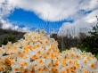 خشکسالی، کیفیت نرگس را برای صادرات گرفت