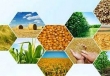 سیزده استان تامین کننده اصلی تولیدات کشاورزی کشور