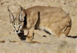 پارک ملی تندوره؛ بهترین زیستگاه پنج گربه‌سان کشور