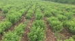کشت ۲ هزار هکتار گیاهان دارویی در اراضی مرتعی همدان