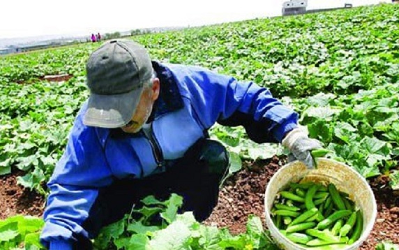 طرح الگوی کشت از پاییز امسال اجرا می شود/ تولید 6 درصد محصولات کشاورزی در استان تهران