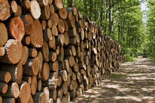 سالانه به 45 میلیون نهال اصلاح شده برای زراعت چوب نیاز داریم/ نیاز کشور به 16.2 میلیون مترمکعب چوب در 10 سال آینده