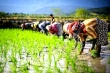 اخطار به برنجکاران سهل‌انگار در رشت