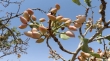 طلای سبز همیشه خندان / محصولی ارزنده و گنجی پنهان در باغات سمنان