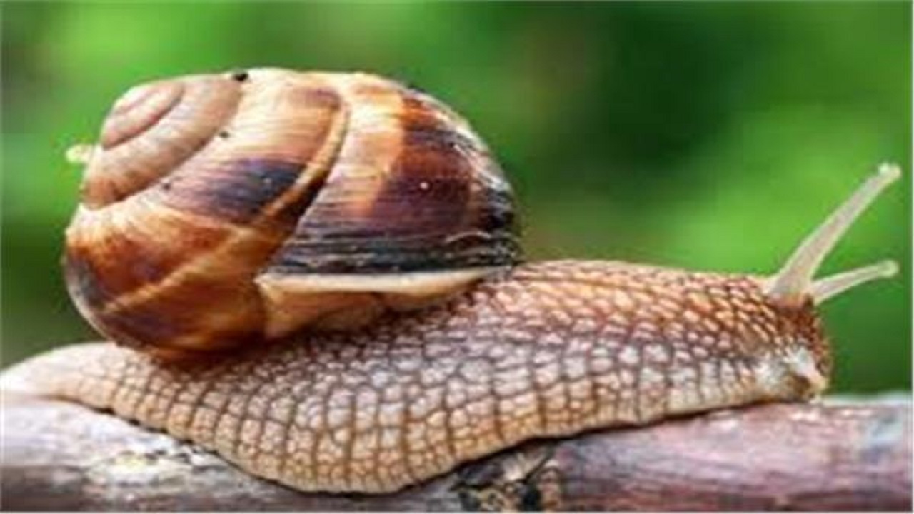 سم کشنده حلزون دریایی کلید تولید مسکن‌های جدید