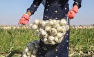 اتحادیه بارفروشان: پیاز ارزان شد