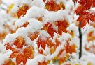 هواشناسی ایران ۱۴۰۱/۱۰/۲۱؛ بارش برف و باران در ۱۴ استان/هشدار کولاک و یخبندان در ۸ استان