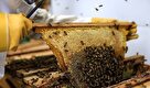 «زنجیره ارزش زنبورداری»، ظرفیتی که می تواند به توسعه گلستان ختم شود