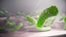 بررسی علمی بیماری«هلیکوباکترپیلوری» در انتقال باکتری