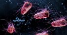 باکتری های مهندسی شده ای که تومورها را پیدا می کنند و از بین می برند