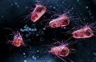 نابودسازی سلول های سرطان با مهندسی نوعی باکتری روده